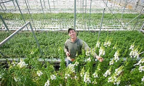 A farmer in a greenhouse tending his flowers