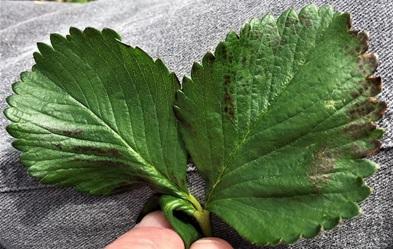 Figs. 1 Dark spots on strawberry leaves 