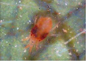 female two spotted spider mite (orangish-red). Photo: