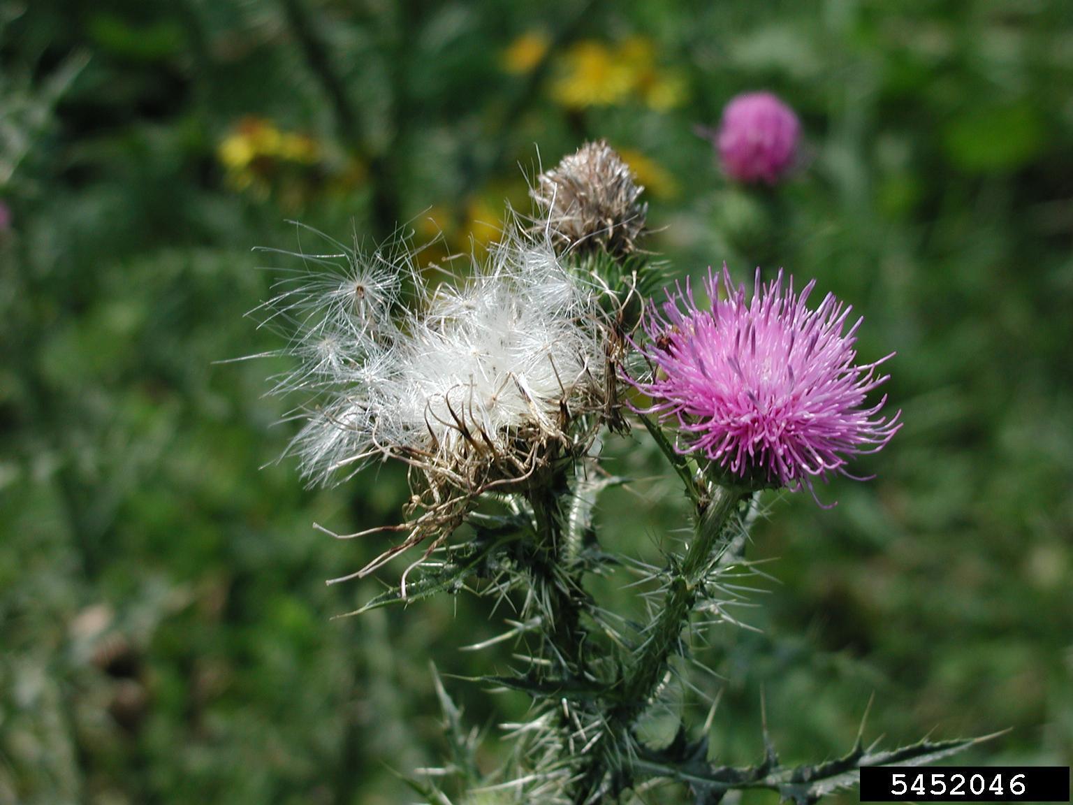 Musk thistle flowers. Photo by Leslie J. Mehrhoff,  University of Connecticut, Bugwood.org