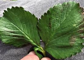Dark spots on strawberry leaves often mistaken for the start of a foliar disease