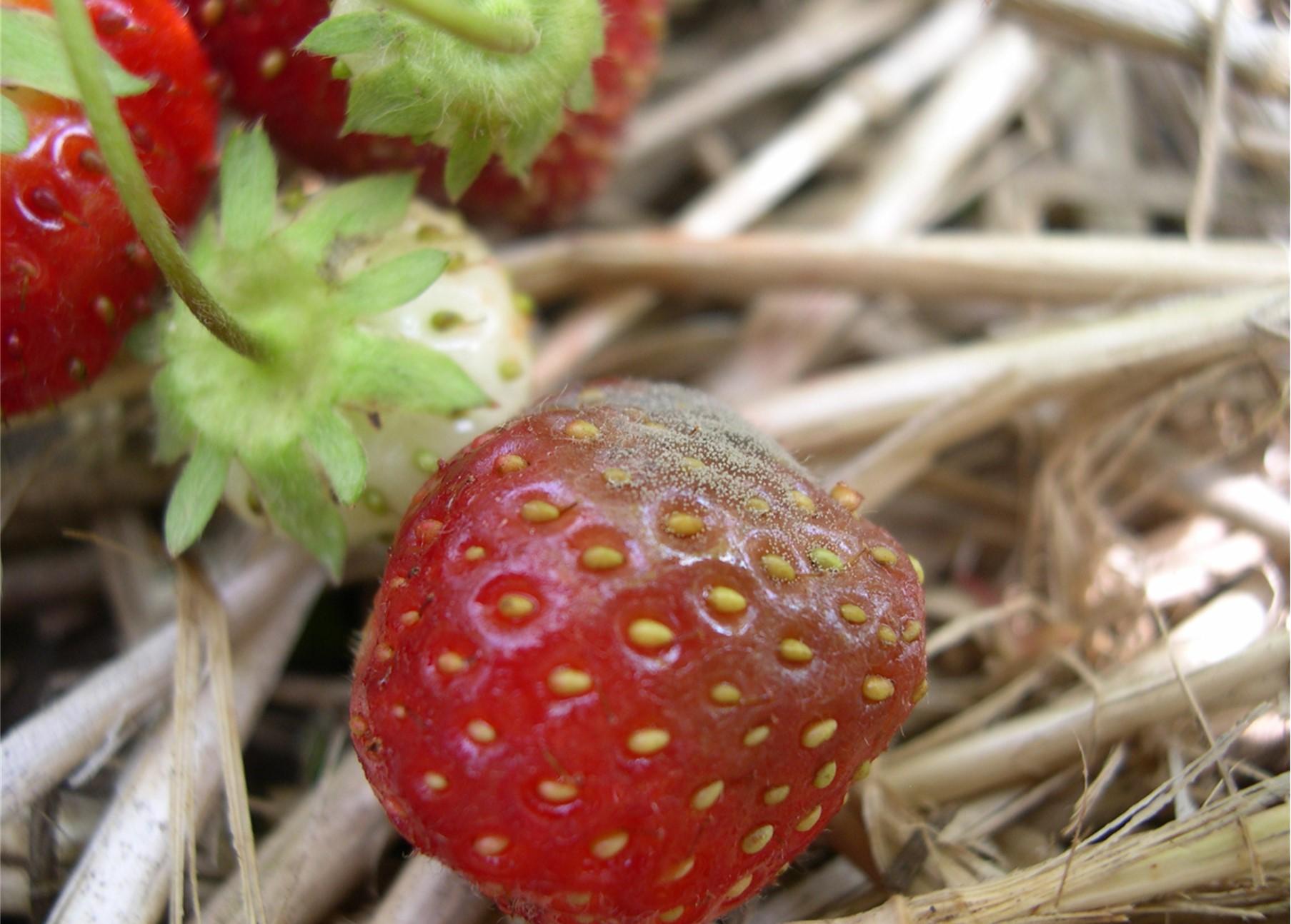 Strawberry with grey mold.  Image: Dr. Mengjun Hu