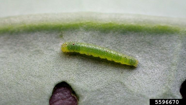 Fig. 2. imported cabbageworm caterpillar. Photo: Whitney Cranshaw, Colorado State University, Bugwood.org
