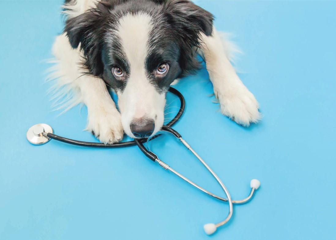 Dog head is laying on stethoscope