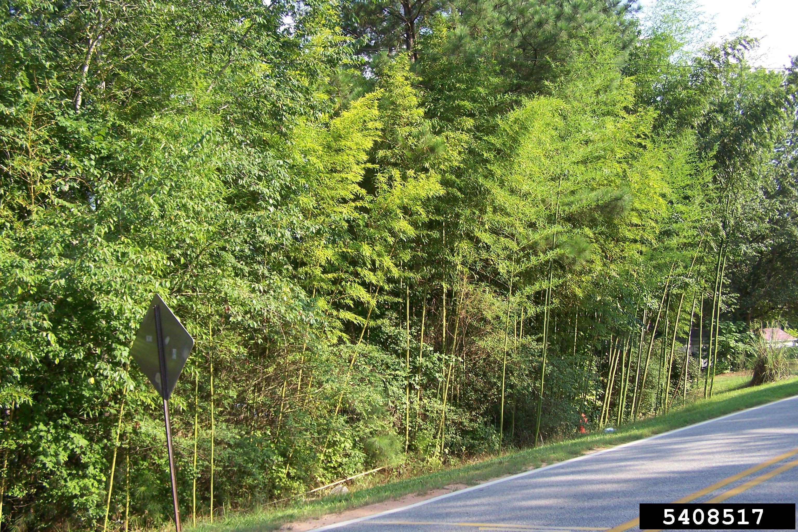 Roadside growth of golden bamboo. Photo by Karan Rawlins, University of Georgia-bugwood.org