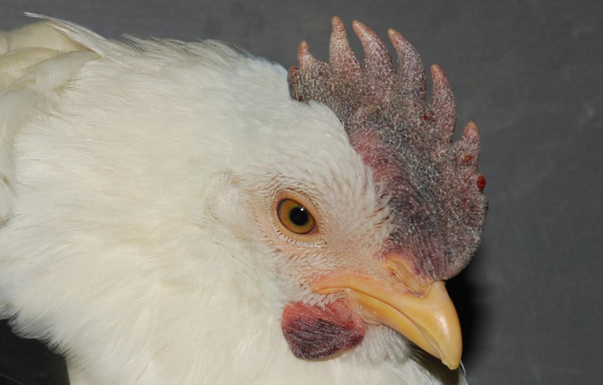 Poultry with sign of New Castles Disease