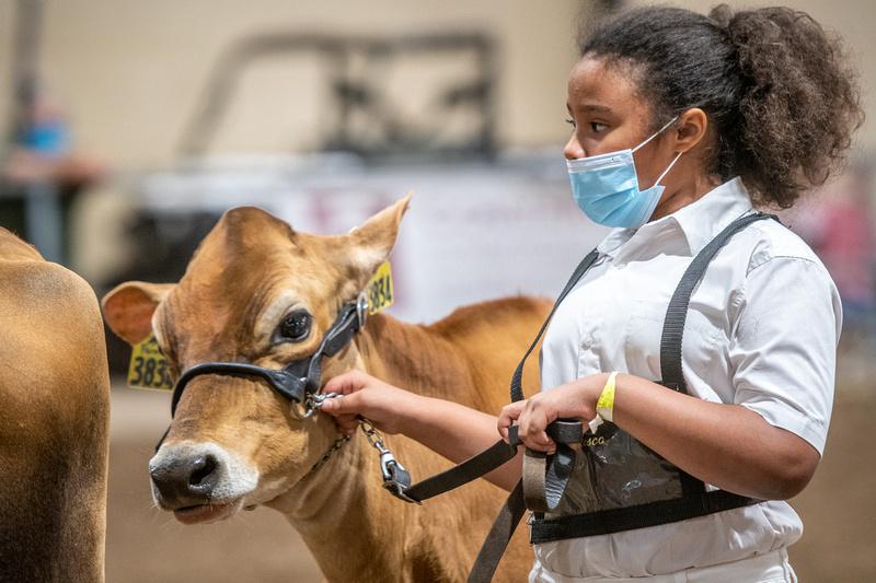 A girl showing a cow at the fair