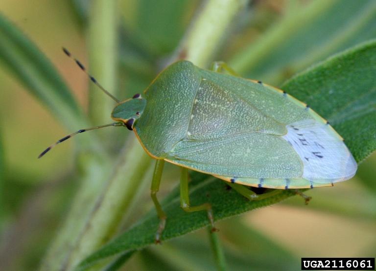 Green stink store bug