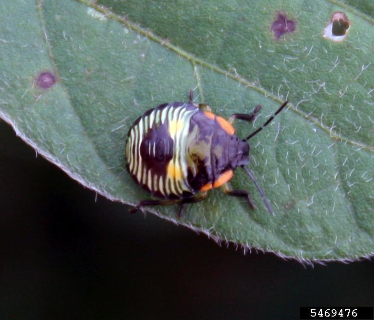 Fig. 2.) Green Stinkbug nymph. Photo by Daren Mueller, Iowa State University, Bugwood.org 