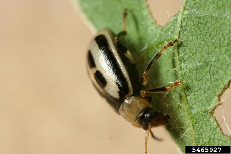 Bean leaf beetle (Cerotoma trifurcata), Image by Winston Beck, Iowa State University