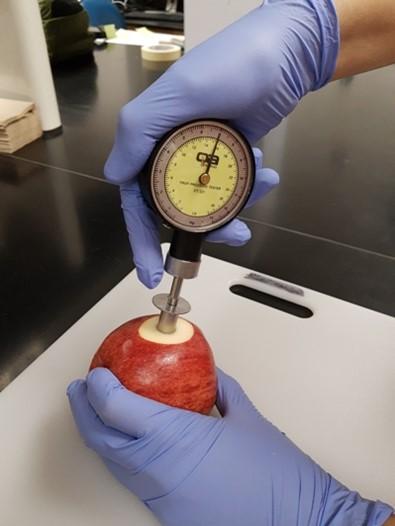 Figure 2. An Effegi firmness tester/penetrometer with a 7/16-inch diameter plunger used to measure firmness in one side of an apple. Photo: Macarena Farcuh, University of Maryland