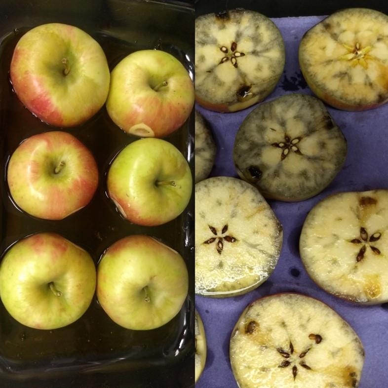 Figure 3. Result from conducting the starch-iodine test by applying iodine solution to the cut surface on an apple. Photo: Macarena Farcuh, University of Maryland.