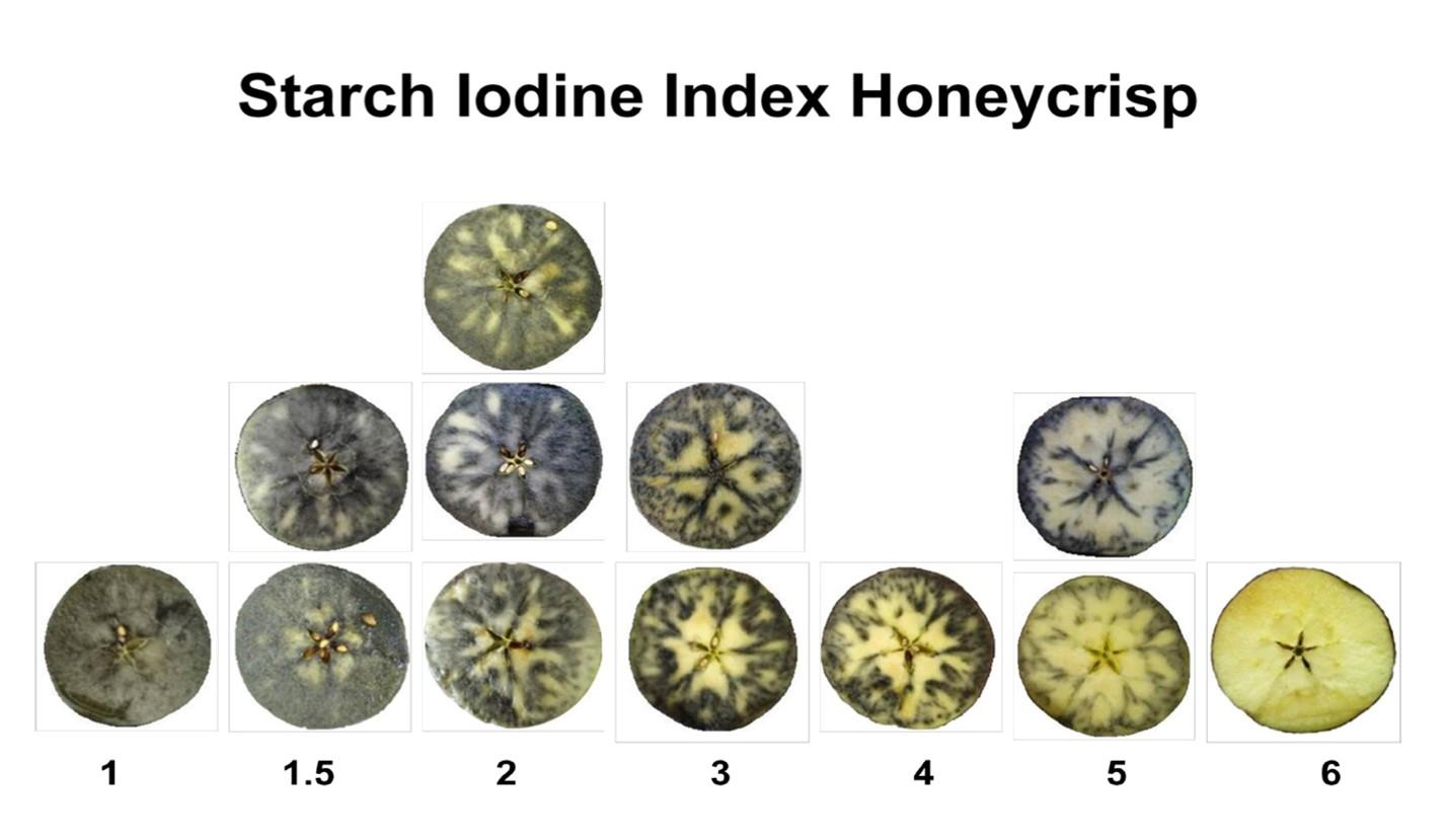Figure 5. The starch iodine test chart on a scale from 1 to 6 developed for Honeycrisp apples. Source: Washington State Tree Fruit Research Commission