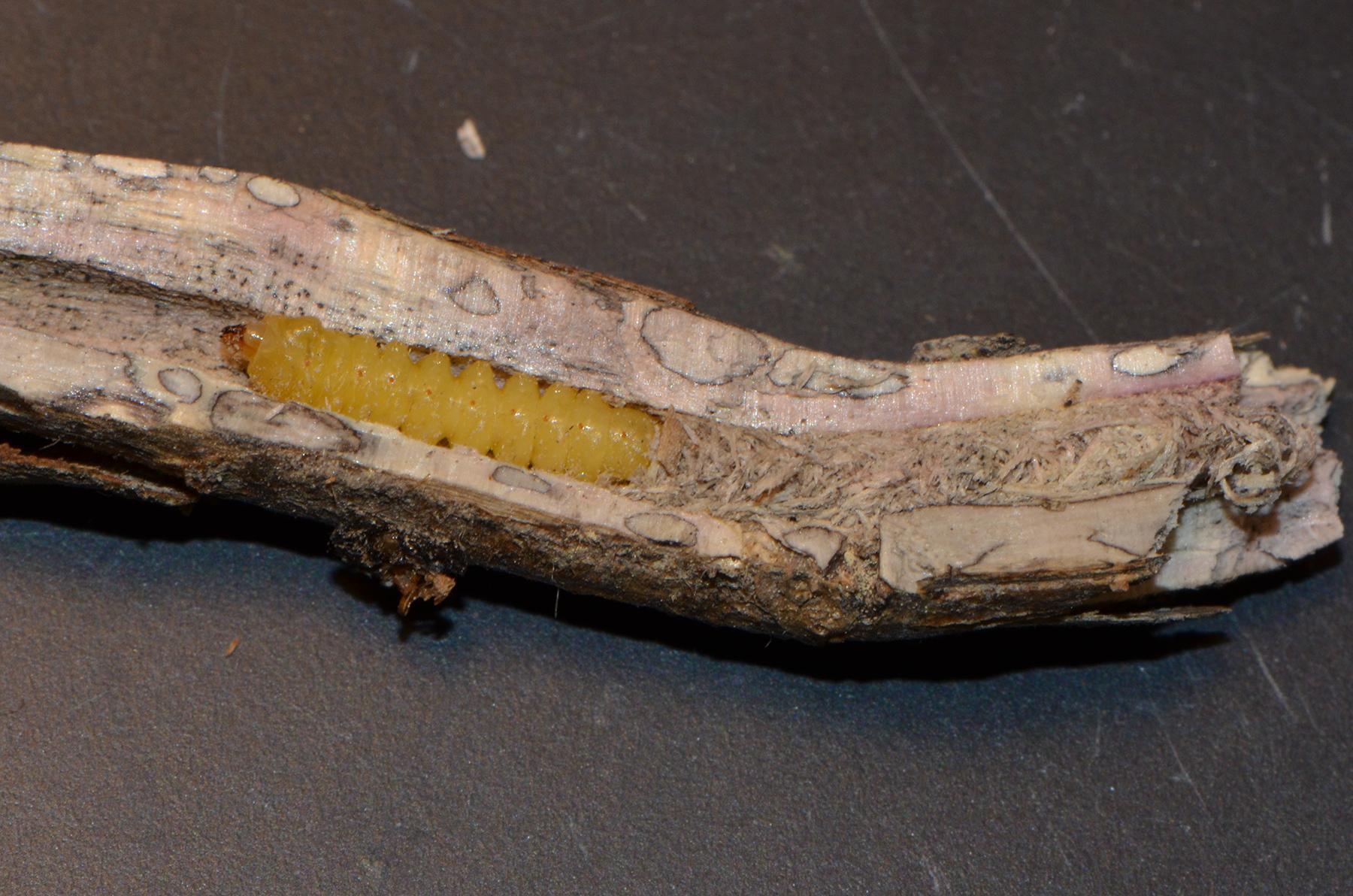 Figure 2. Soybean crop stubble that has been split open, revealing the Dectes stem borer larva within Photo: Alan Leslie