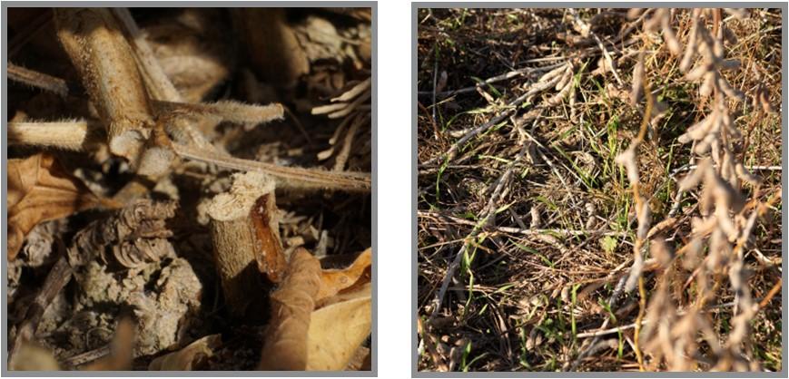 Figure 3. Left: A soybean plant that was lodged due to DSB girdling the base of the stem. Right: Infested soybean plants that are laying on the ground. Photo: David Owens