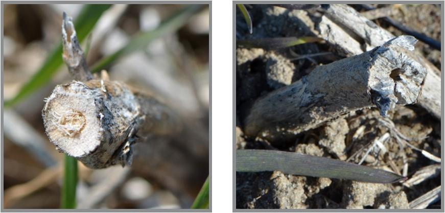 Figure 4. Left: A girdled stem with frass plug and smooth break characteristic of DSB infestation. Right: An uninfested stem cut by a combine; note the uneven break and absence of a frass plug. Photo: Alan Leslie