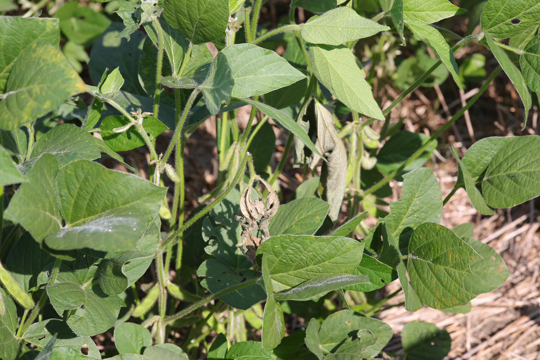 Figure 6. Soybean plant with wilted leaf, which typically happens after Dectes stem borer larvae consume pith from the petiole and begin tunneling into the main stems of the plant. Photo: David Owens