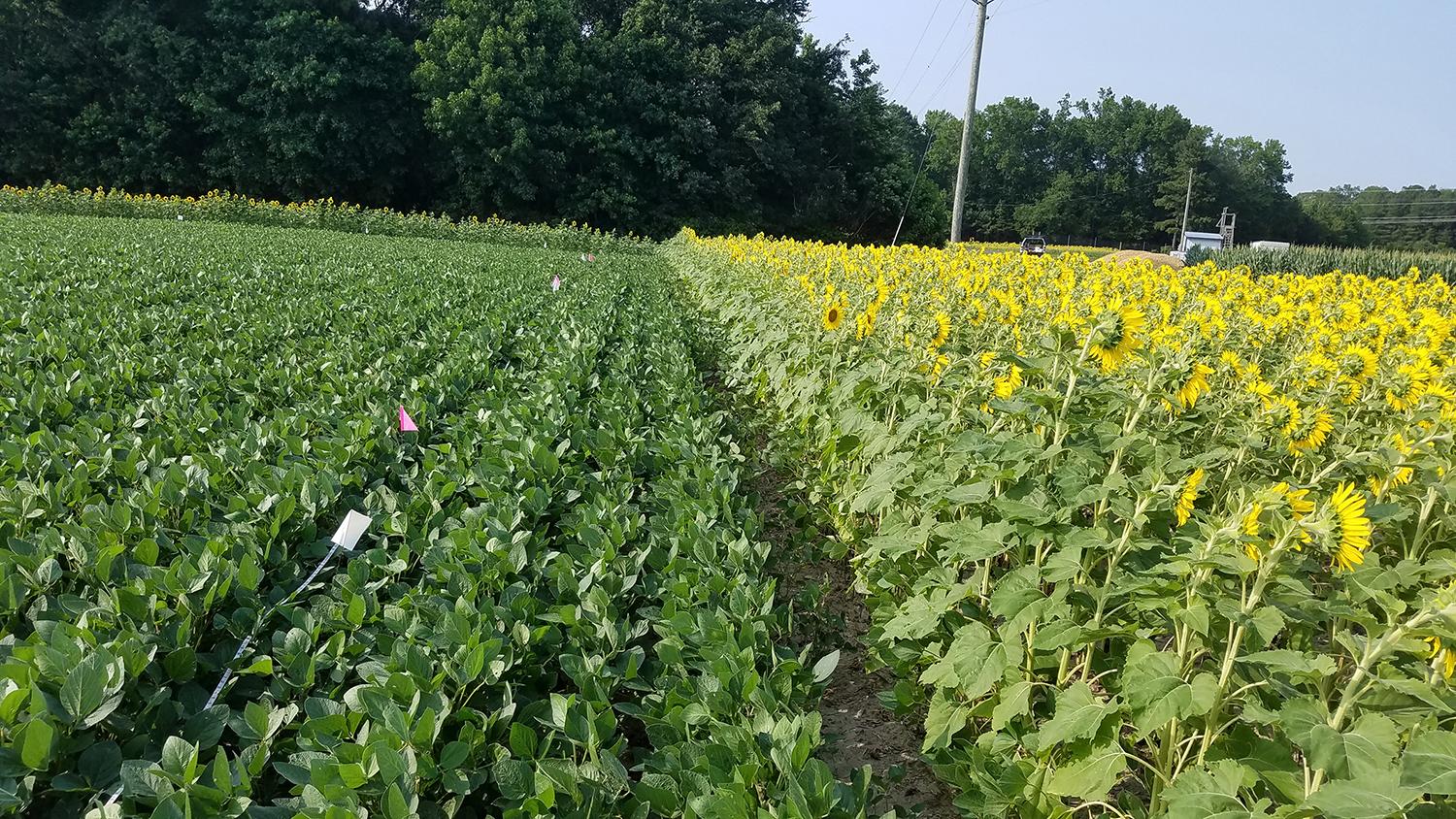 Figure 8. Sunflowers planted between a field previously planted with soybeans and one currently planted with soybeans. This arrangement may attract Dectes stem borer adults to the sunflower plants, and keep them from infesting soybean plants. Photo: David Owens