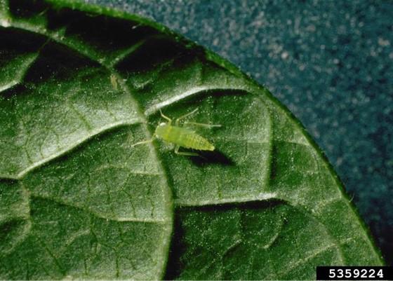 Potato Leafhopper (Empoasca fabae), Image: Frank Peairs, Colorado State University, Bugwood.org