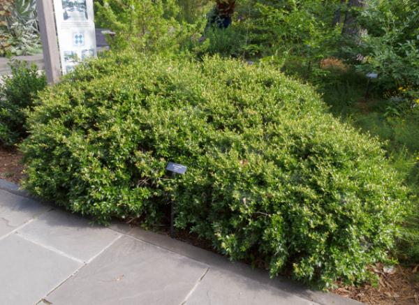 yaupon holly dwarf form Nana - evergreen shrub looks like boxwood or Japanese holly