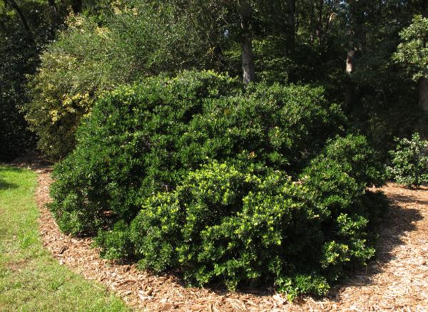 dwarf form of yaupon holly - evergreen shrub with a mounded habit