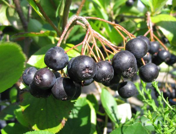 aronia melanocarpa viking berries