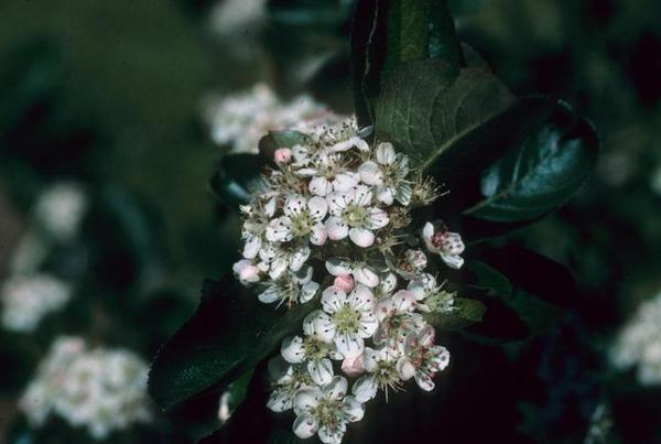 clusters of white flowers on aronia melanocarpa a native shrub