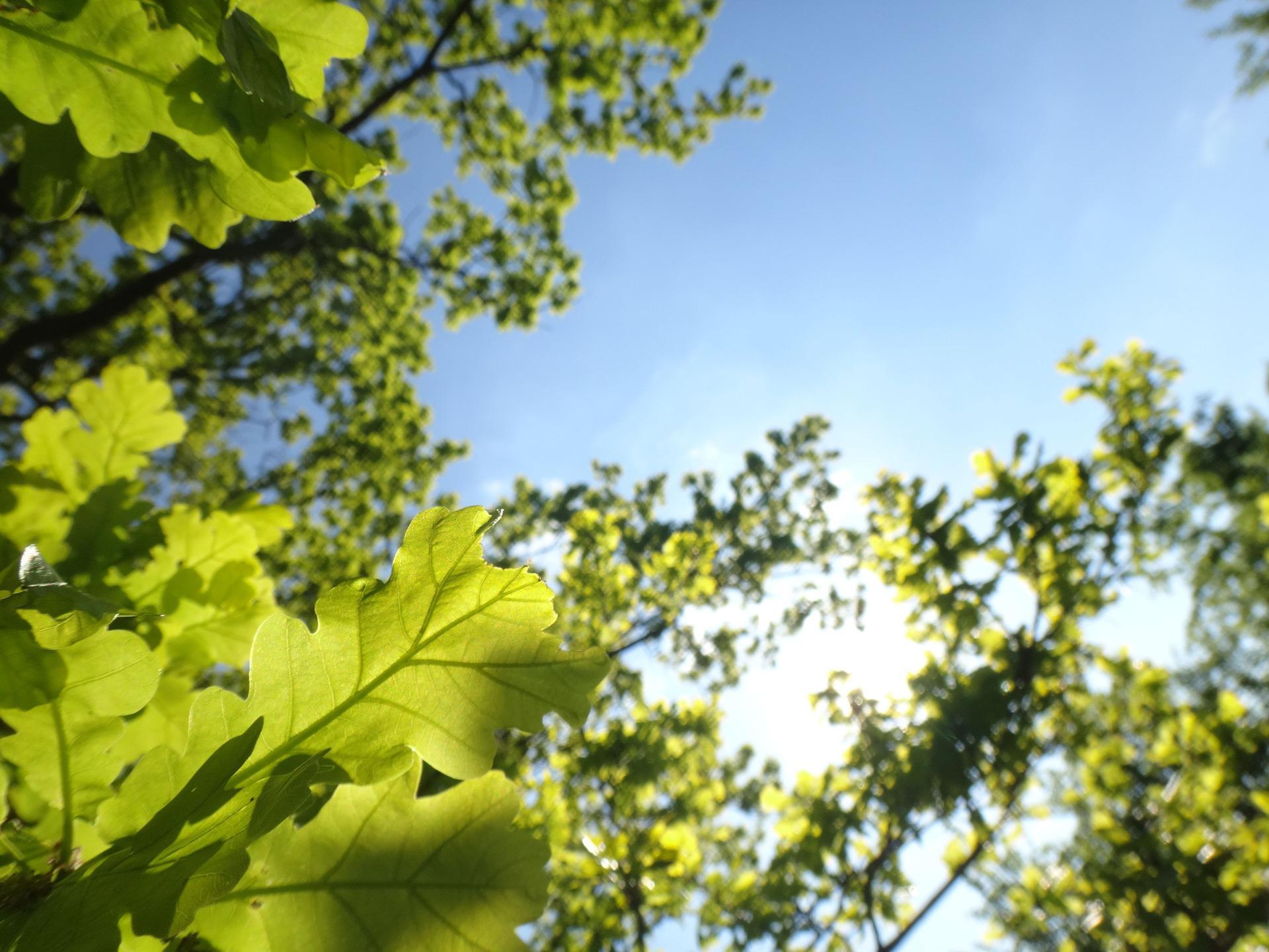 sunlight shining through a canopy of oak tree leaves