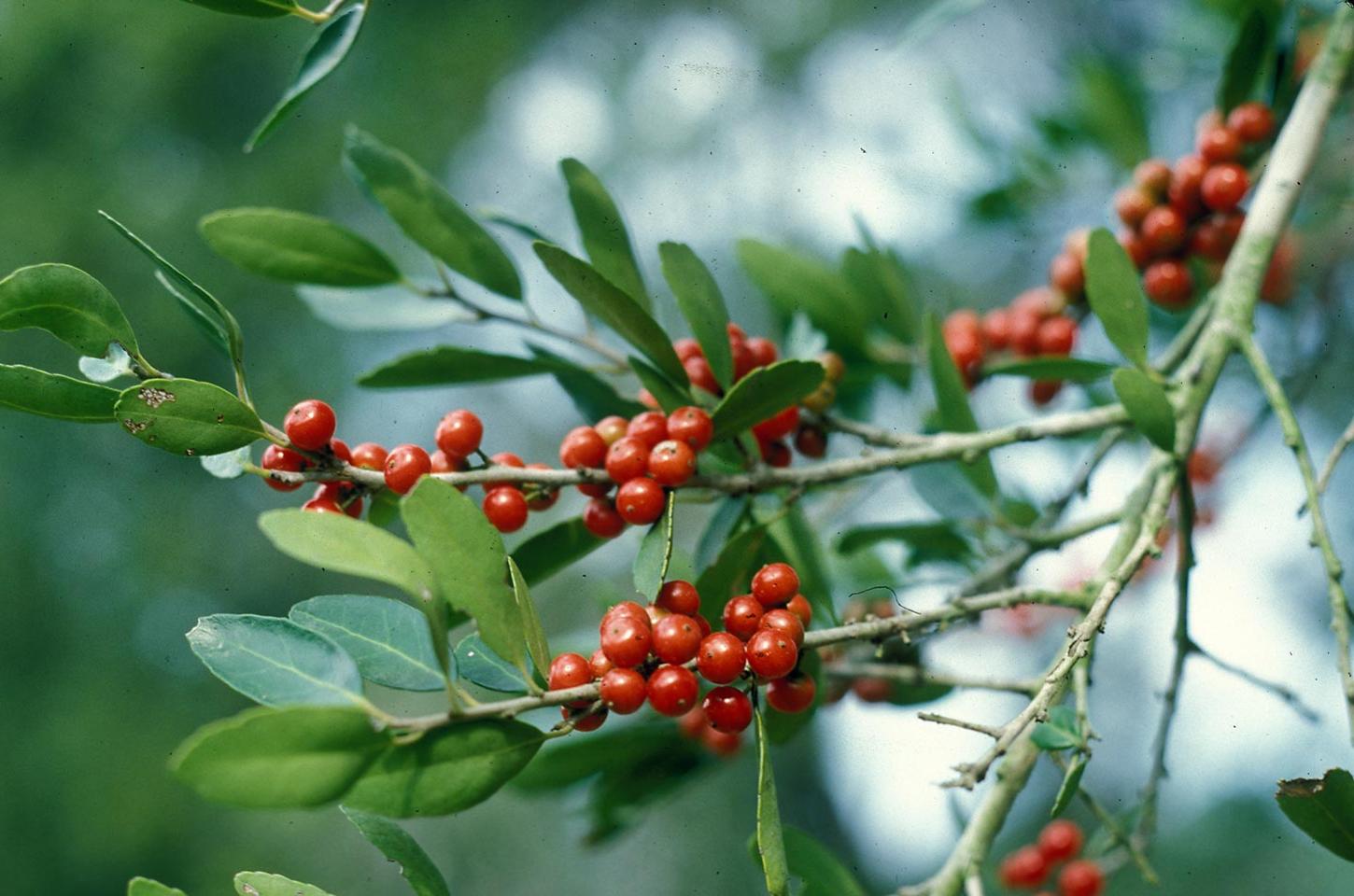 red berries of Yaupon holly plant native to southeastern united states