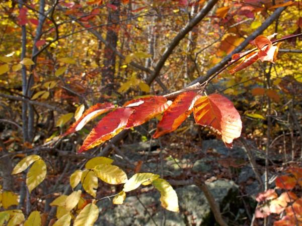 Autumn leaf colors on American hornbeam.