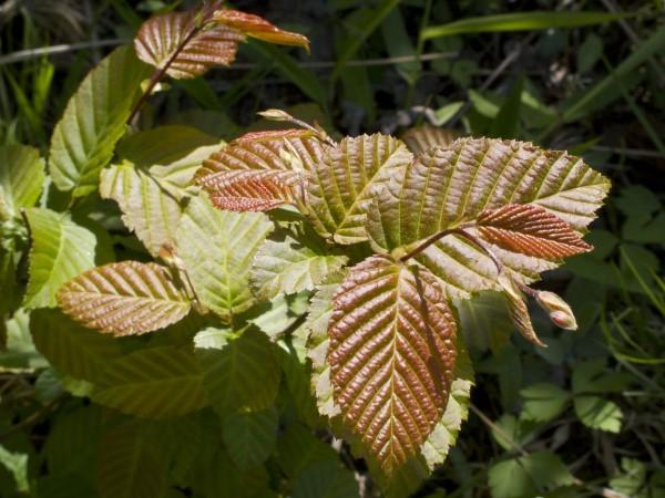 Bronze-tinged young foliage on American hornbeam.