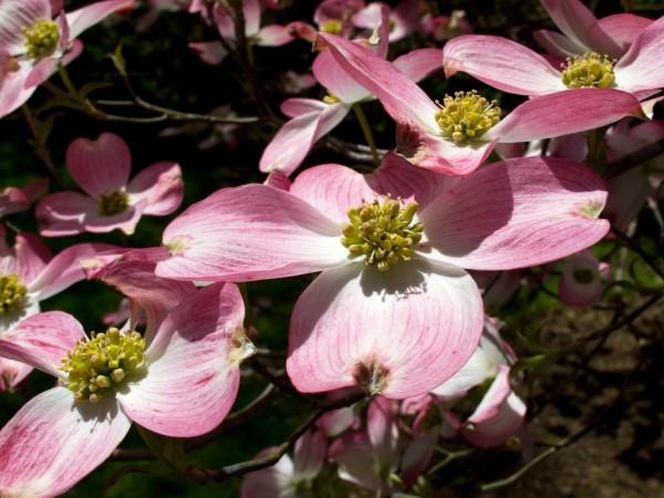 Pink-flowered variety of flowering dogwood.