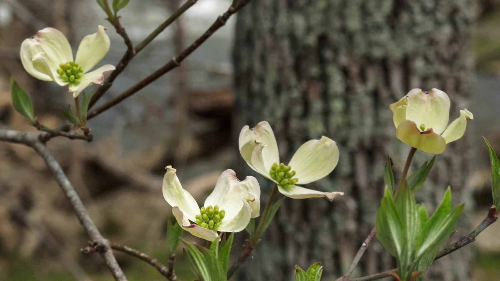 Blooms of the native tree flowering dogwood.