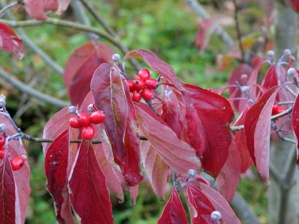 Autumn leaf color and ripe berries on flowering dogwood.