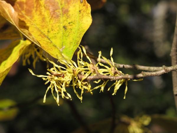 Blooms of the native shrub common witchhazel.