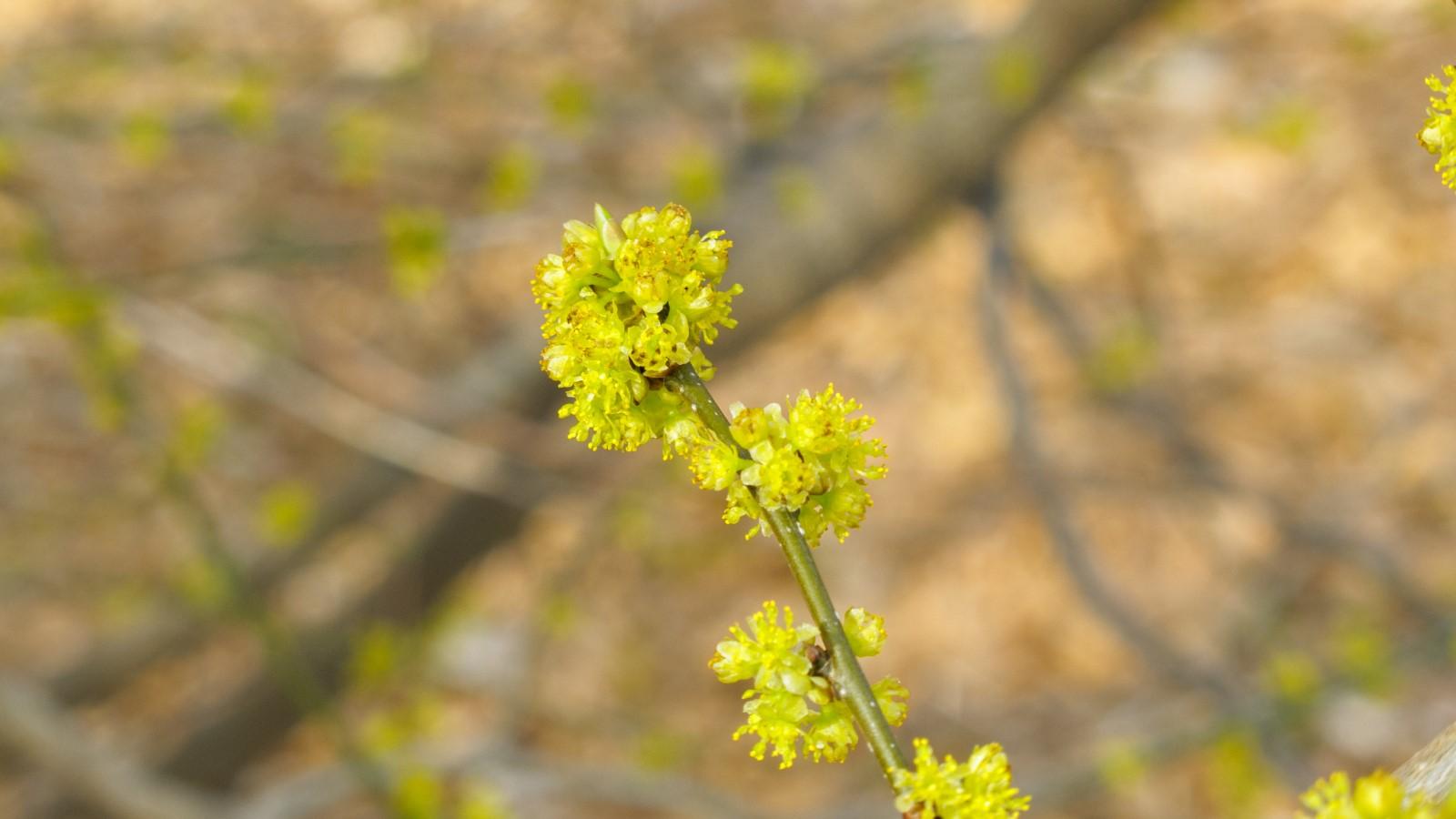 Blooms of the native shrub spicebush.