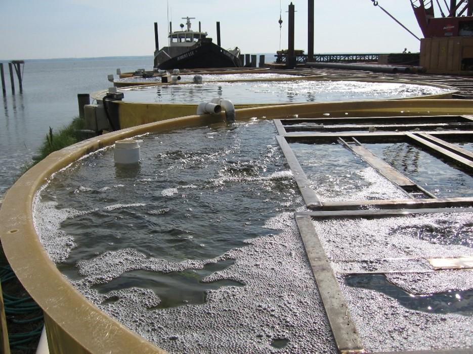 Setting tanks with shell in cages and aeration moving larvae during setting; vessel in background will plant them
