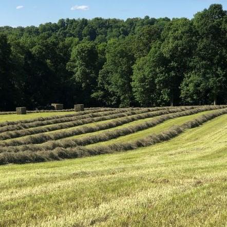 Farm Field - Hay Rows