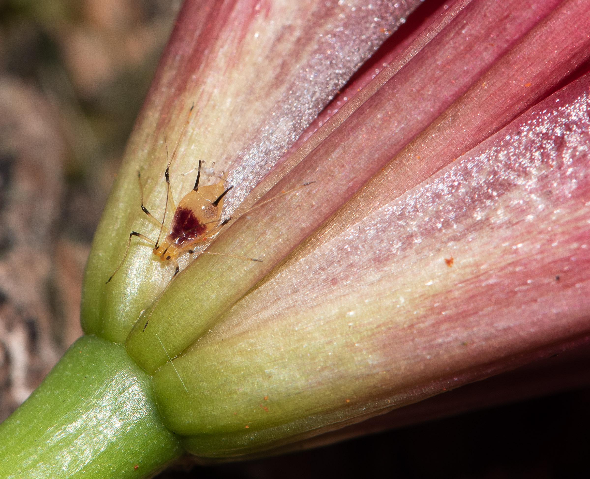 Close-up of a lily aphid