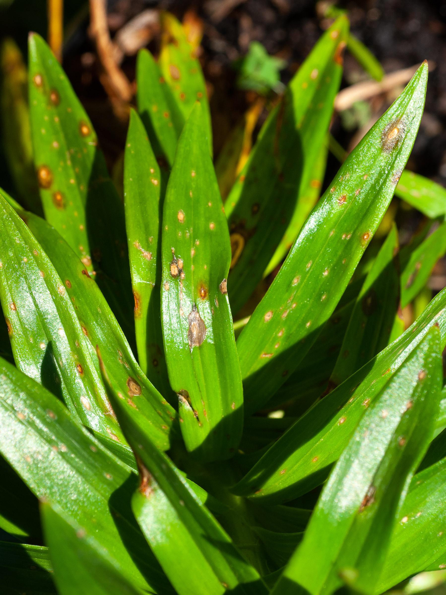 Botrytis leaf spot on lily foliage