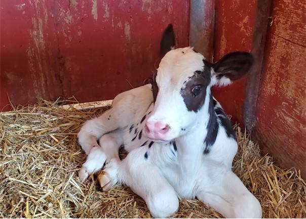 Calf laying down in stall