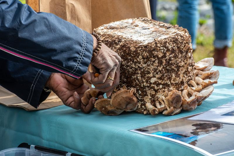 A workshop on how to grow your own mushrooms