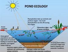 Pond Ecology