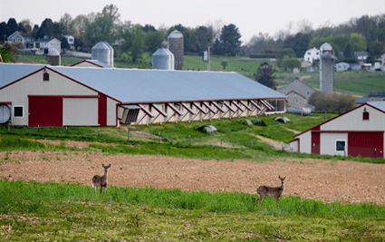 Poultry_Farm_with_deer