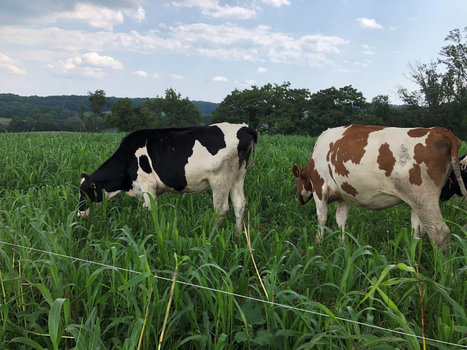Dairy Heifers Grazing Summer Annuals