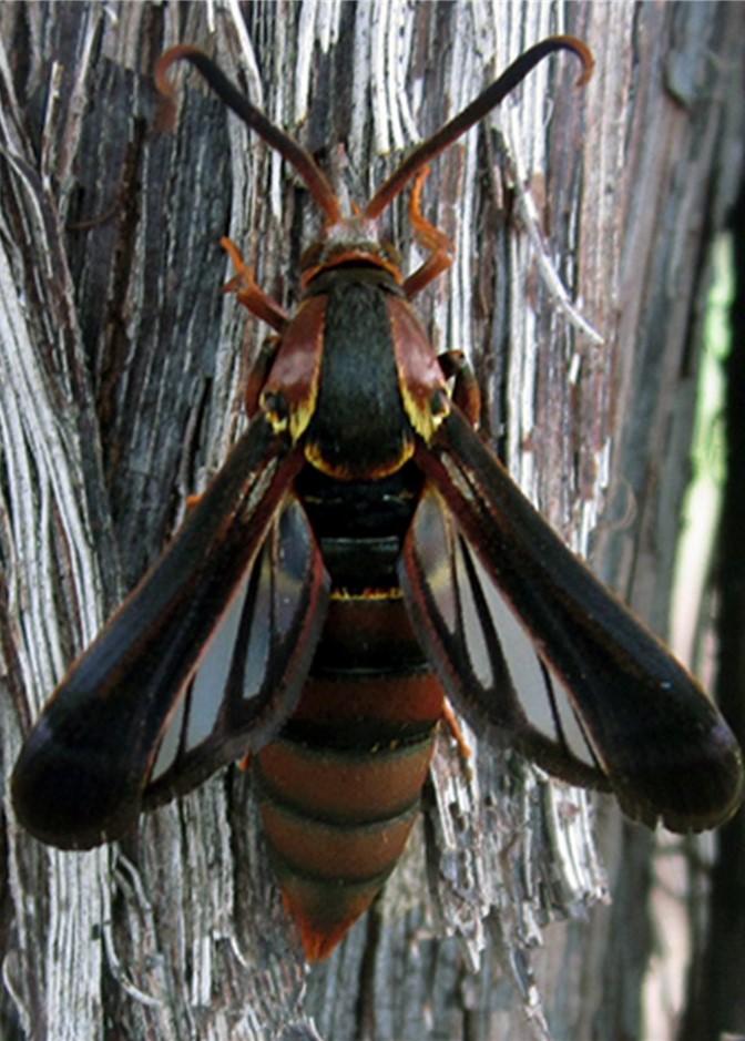 Grape Root Borer Female moth