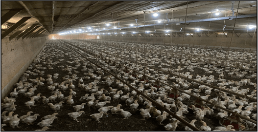 Distribution of Poultry in House