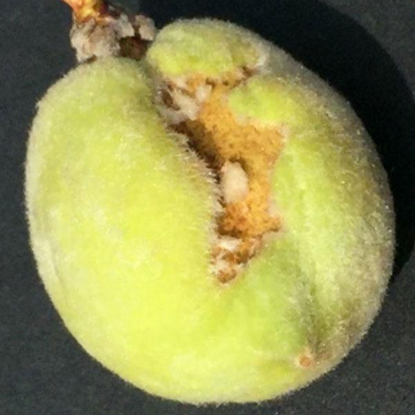Fig. 2) Early-season catfacing injury on the surface of a developing peach with sunken tissue devoid of fuzz. Photo by Bruce Barrett
