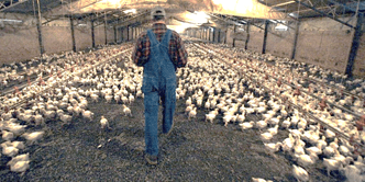 Poultry Farmer in Poultry House