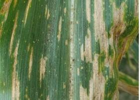 Figure 1. Rectangular lesions of Grey Leaf Spot on Corn.